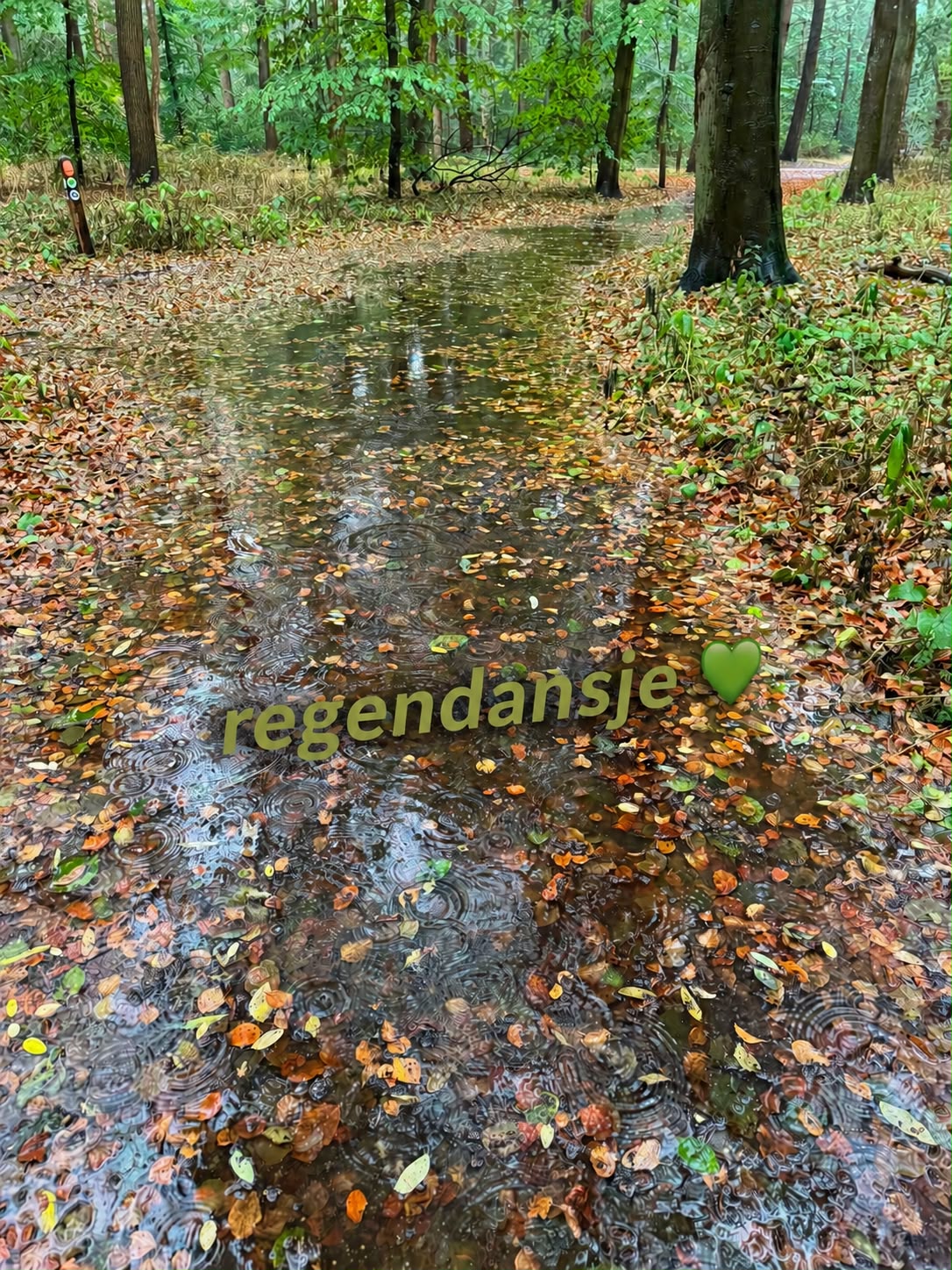 Regen op een bospad.